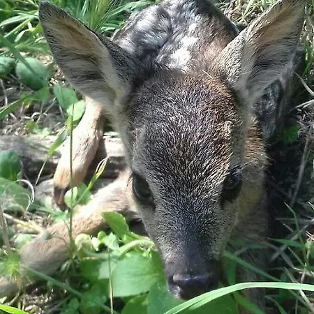 公寓 Zankolic Jagodje