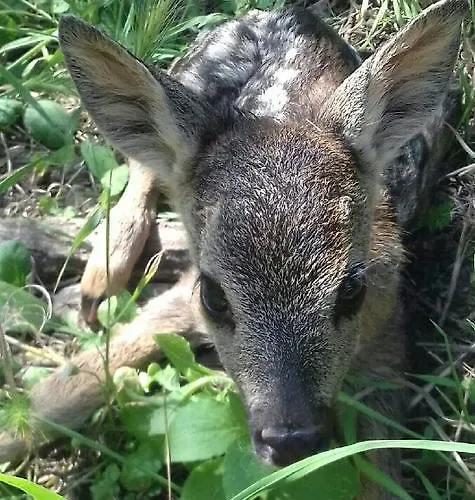 アパート Zankolic Jagodje